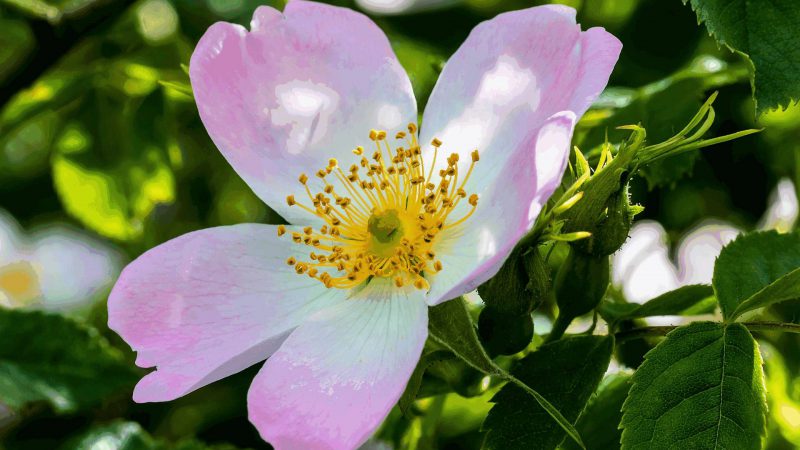 Wildrose – und Ihre Frucht die Hagebutte