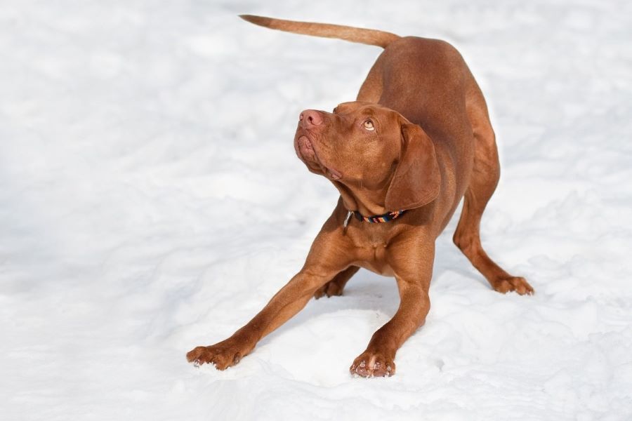 Hunde fit und gut gerüstet durch den Winter bringen
