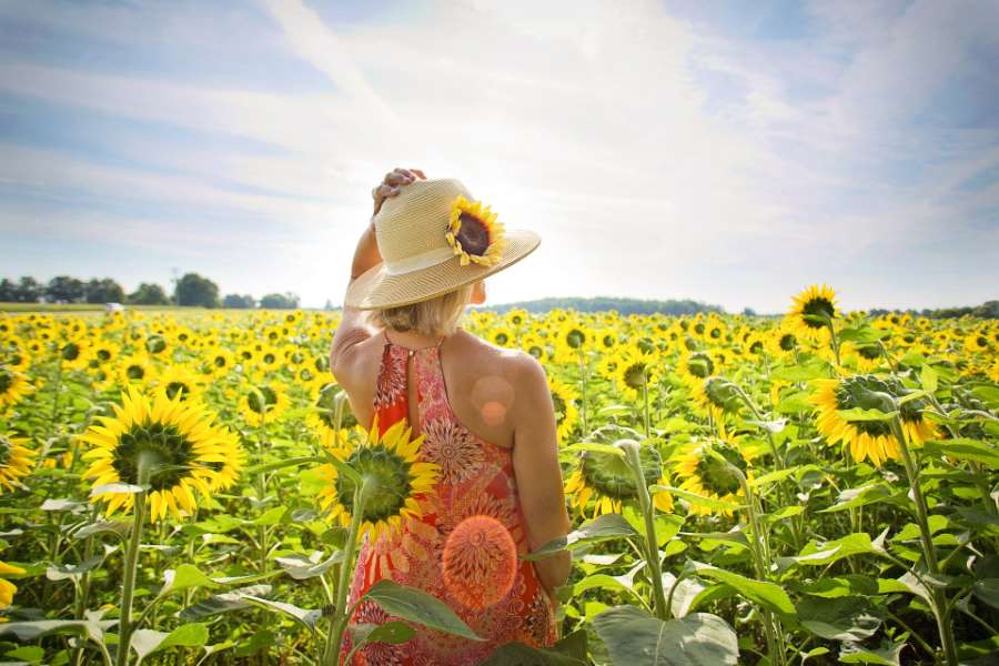 Sonnenblumen – Inbegriff von Sommer